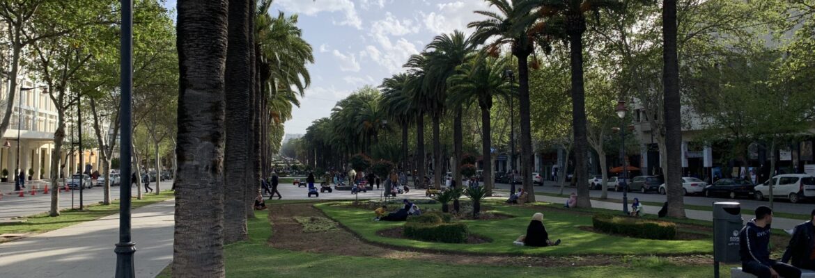 A walking area lined with palm trees in Fez.